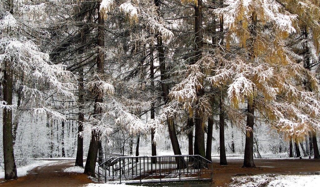 Обои деревья, снег, природа, зима, парк, мост, trees, snow, nature, winter, park, bridge разрешение 1920x1200 Загрузить