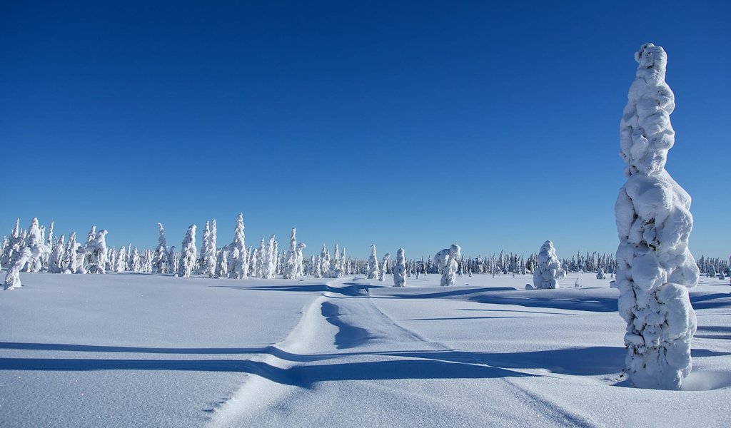 Обои деревья, снег, зима, сугробы, trees, snow, winter, the snow разрешение 1920x1177 Загрузить