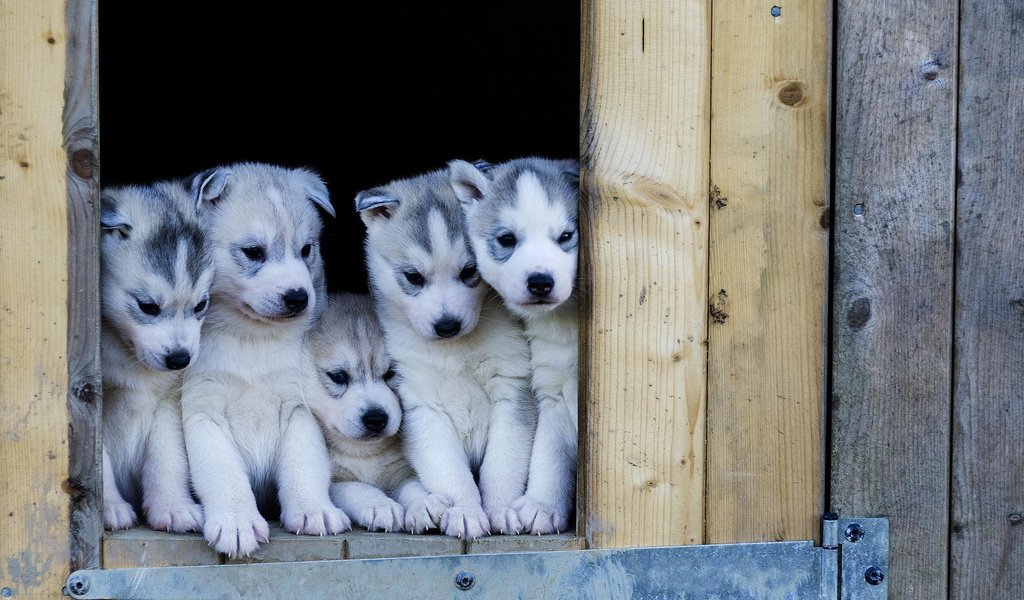 Обои хаски, щенки, будка, собаки, husky, puppies, booth, dogs разрешение 2048x1366 Загрузить