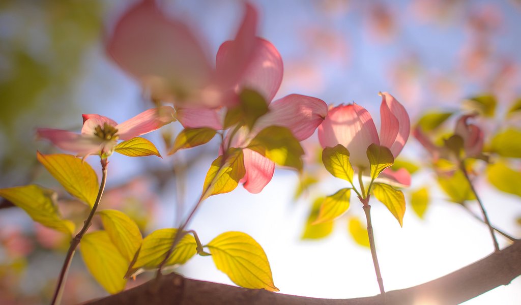 Обои небо, цветы, ветка, the sky, flowers, branch разрешение 2048x1363 Загрузить