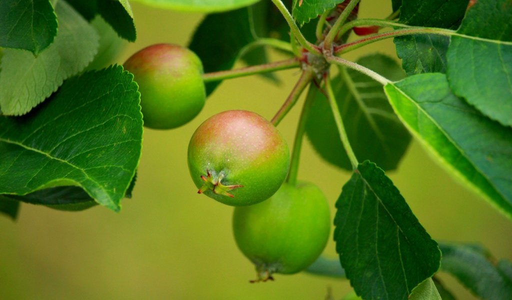 Обои листья, ветки, яблоки, размытость, листья.ветки, leaves, branches, apples, blur, leaves.branches разрешение 2304x1536 Загрузить