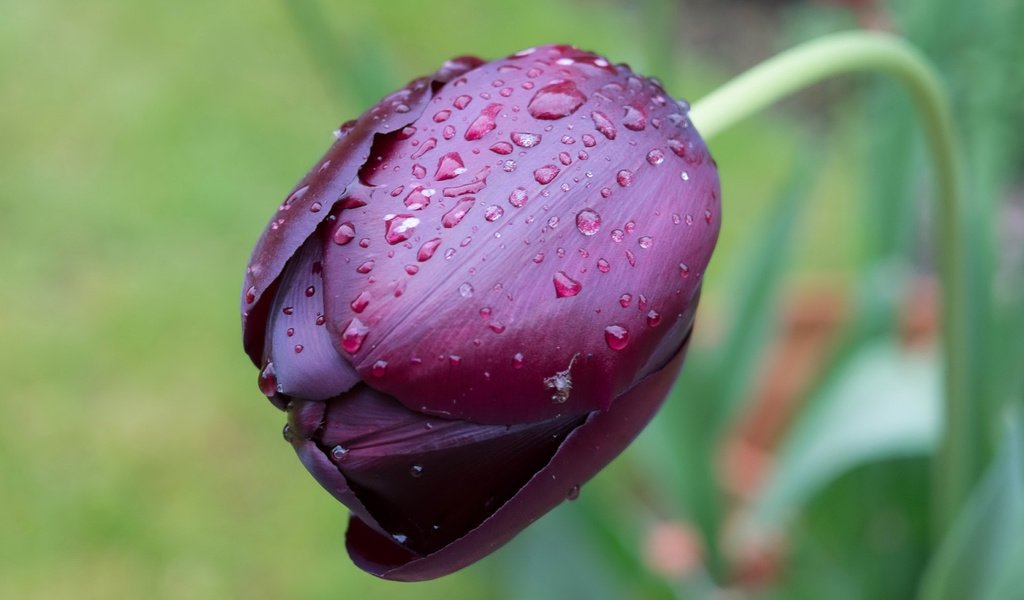 Обои цветок, капли, фиолетовый, тюльпан, flower, drops, purple, tulip разрешение 3018x1926 Загрузить