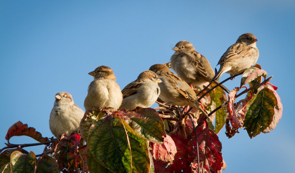 Обои небо, ветка, листья, осень, птицы, воробьи, the sky, branch, leaves, autumn, birds, sparrows разрешение 2048x1365 Загрузить