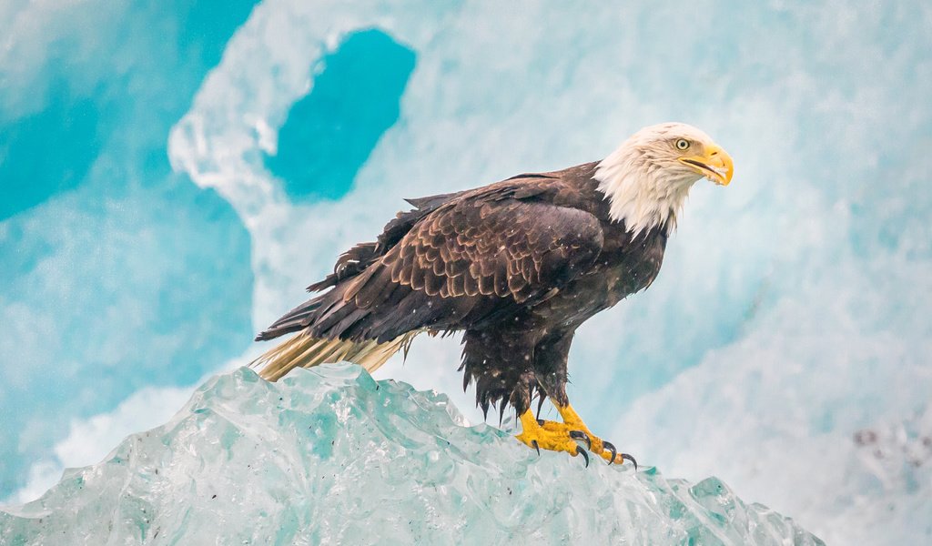 Обои лёд, орел, птица, белоголовый орлан, ice, eagle, bird, bald eagle разрешение 4096x2160 Загрузить