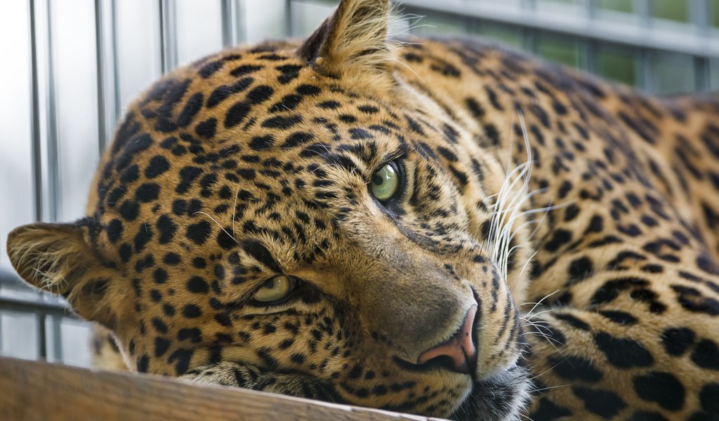 Обои морда, взгляд, леопард, хищник, face, look, leopard, predator разрешение 4069x3052 Загрузить