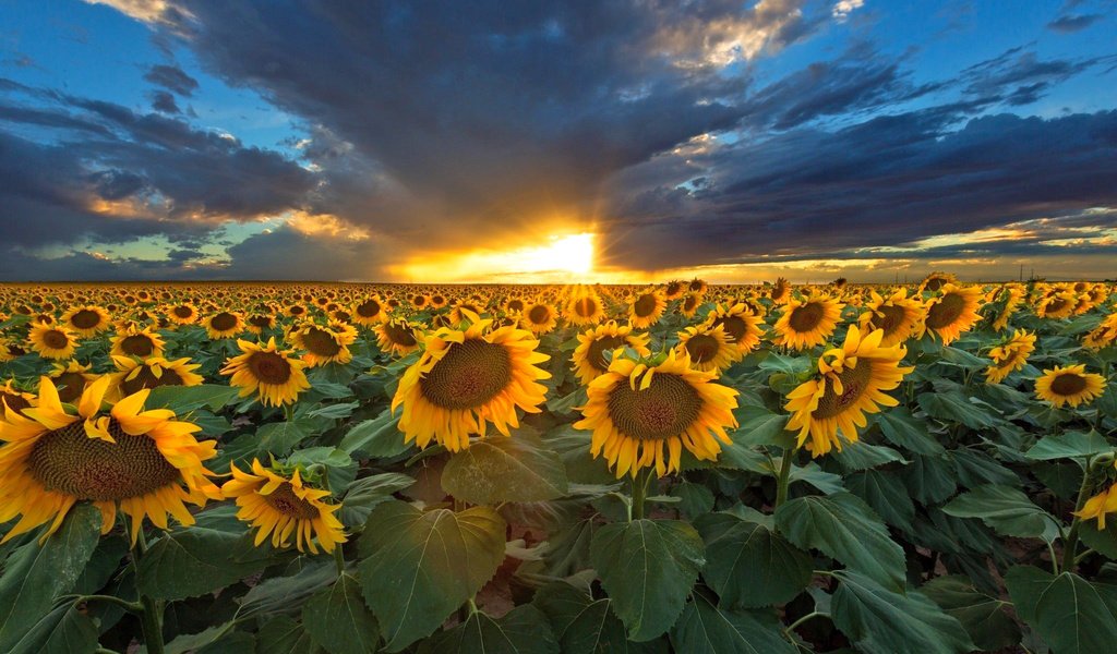 Обои небо, природа, закат, тучи, подсолнухи, the sky, nature, sunset, clouds, sunflowers разрешение 2048x1366 Загрузить