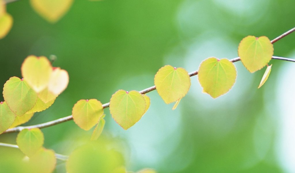 Обои ветка, листья, осень, branch, leaves, autumn разрешение 1920x1080 Загрузить