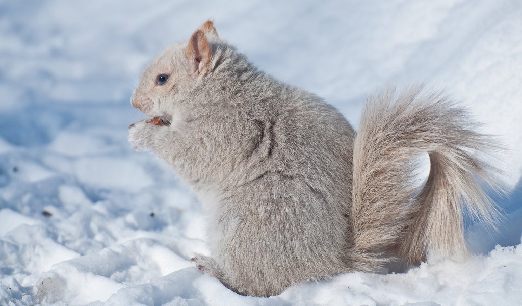 Обои снег, зима, белка, зверек, белочка, грызун, snow, winter, protein, animal, squirrel, rodent разрешение 2048x1280 Загрузить