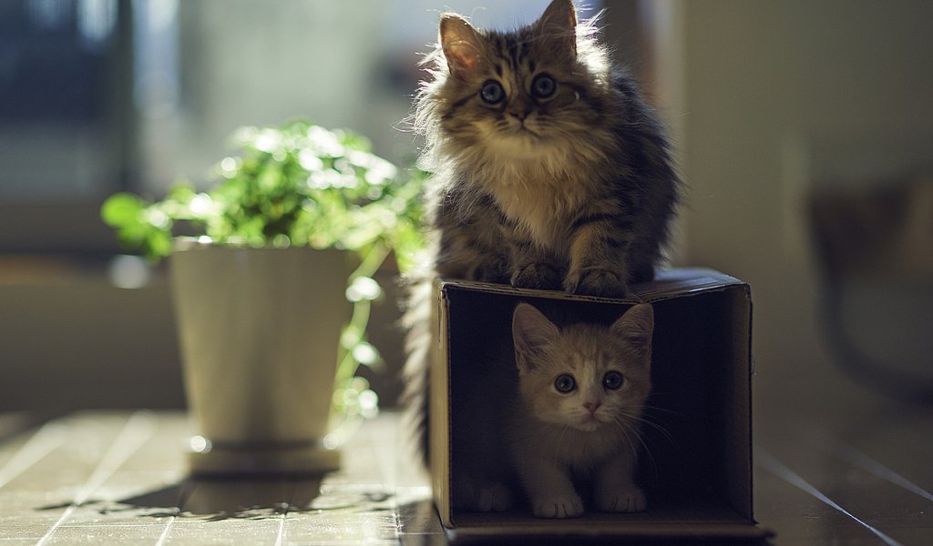 Обои котята, коробка, играют, kittens, box, play разрешение 1920x1200 Загрузить