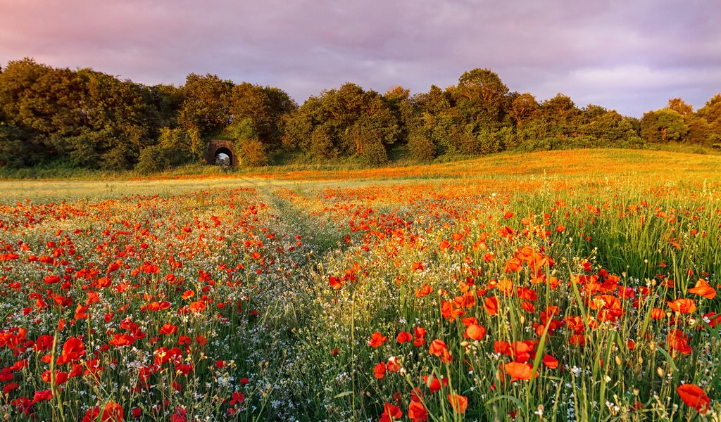 Обои небо, цветы, поле, лето, маки, the sky, flowers, field, summer, maki разрешение 3000x2000 Загрузить