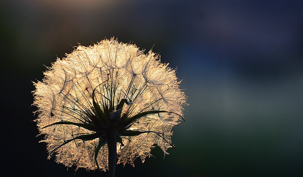 Обои свет, цветок, роса, капли, одуванчик, light, flower, rosa, drops, dandelion разрешение 3000x2000 Загрузить