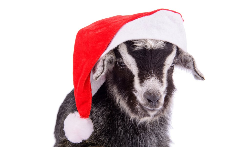Обои коза, шапка, праздник, goat, hat, holiday разрешение 1920x1280 Загрузить