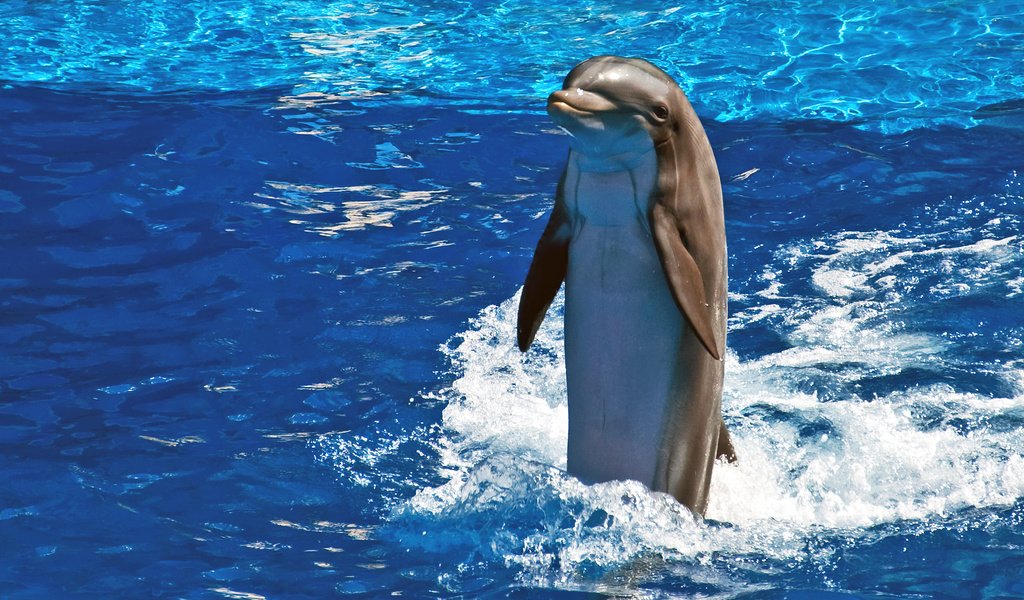 Обои море, животные, дельфин, sea, animals, dolphin разрешение 2077x1379 Загрузить