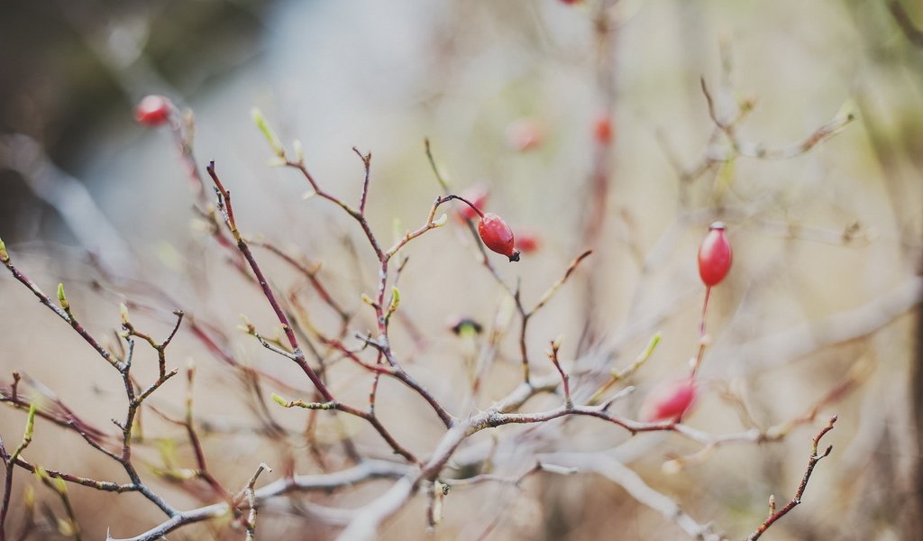 Обои ветка, природа, фон, ягоды, branch, nature, background, berries разрешение 1920x1200 Загрузить