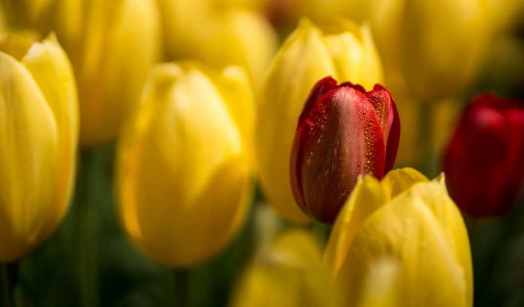 Обои цветы, бутоны, макро, лепестки, весна, тюльпаны, flowers, buds, macro, petals, spring, tulips разрешение 2560x1601 Загрузить