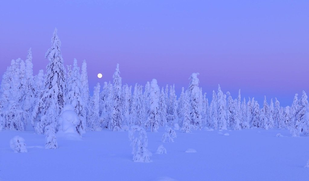 Обои ночь, деревья, снег, зима, night, trees, snow, winter разрешение 1920x1200 Загрузить