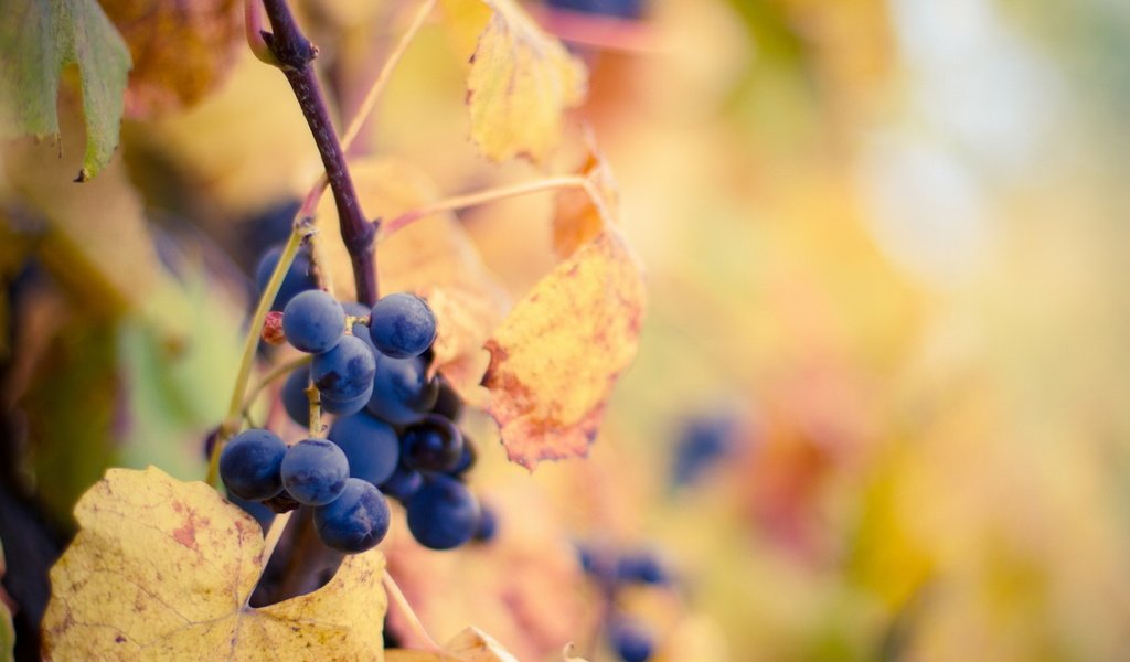 Обои листья, виноград, осень, leaves, grapes, autumn разрешение 1920x1080 Загрузить