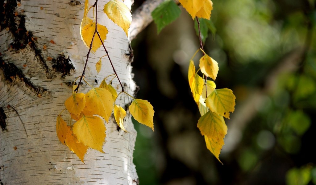 Обои листья, осень, береза, leaves, autumn, birch разрешение 1920x1200 Загрузить