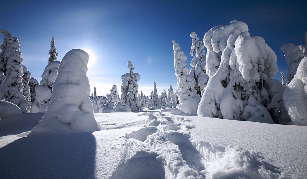 Обои деревья, снег, зима, финляндия, trees, snow, winter, finland разрешение 1920x1200 Загрузить