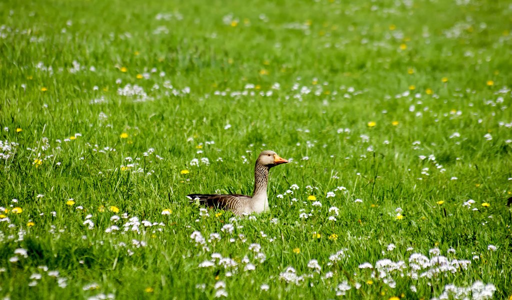 Обои цветы, трава, птица, утка, flowers, grass, bird, duck разрешение 1920x1200 Загрузить