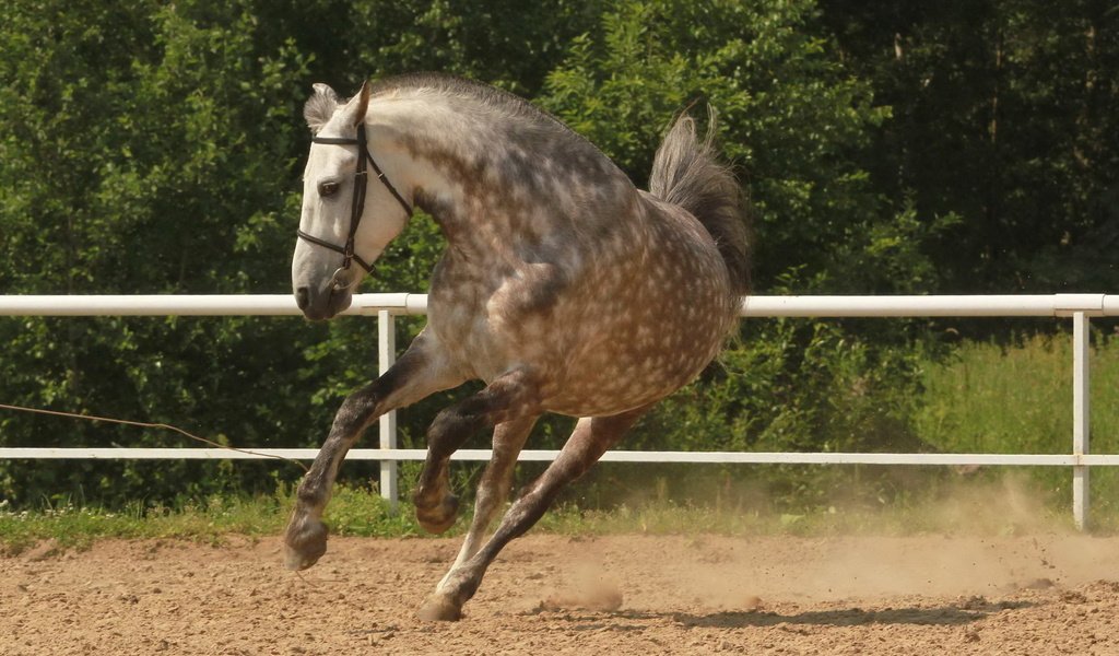 Обои лошадь, конь, грива, копыта, загон, лошадь.бег, horse, mane, hooves, corral, horse.running разрешение 2560x1600 Загрузить