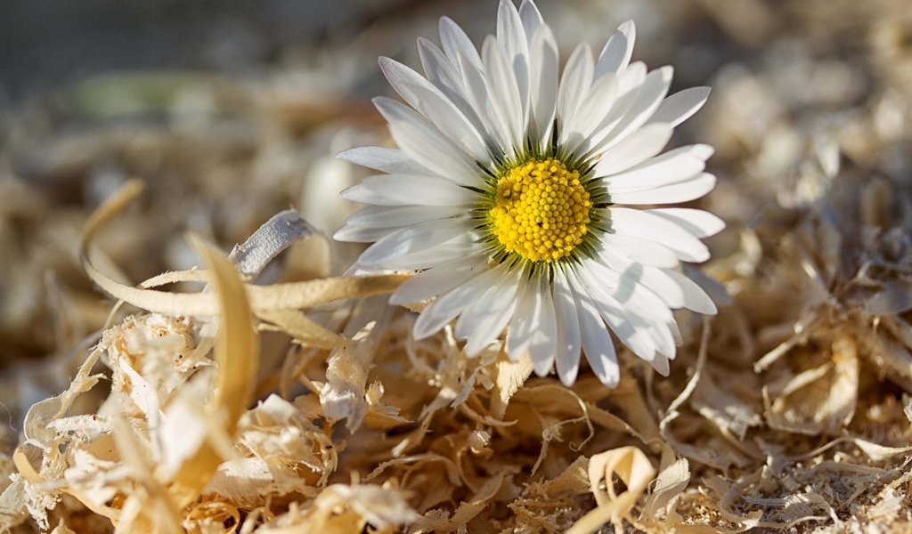 Обои макро, цветок, ромашка, опилки, macro, flower, daisy, sawdust разрешение 2592x1728 Загрузить