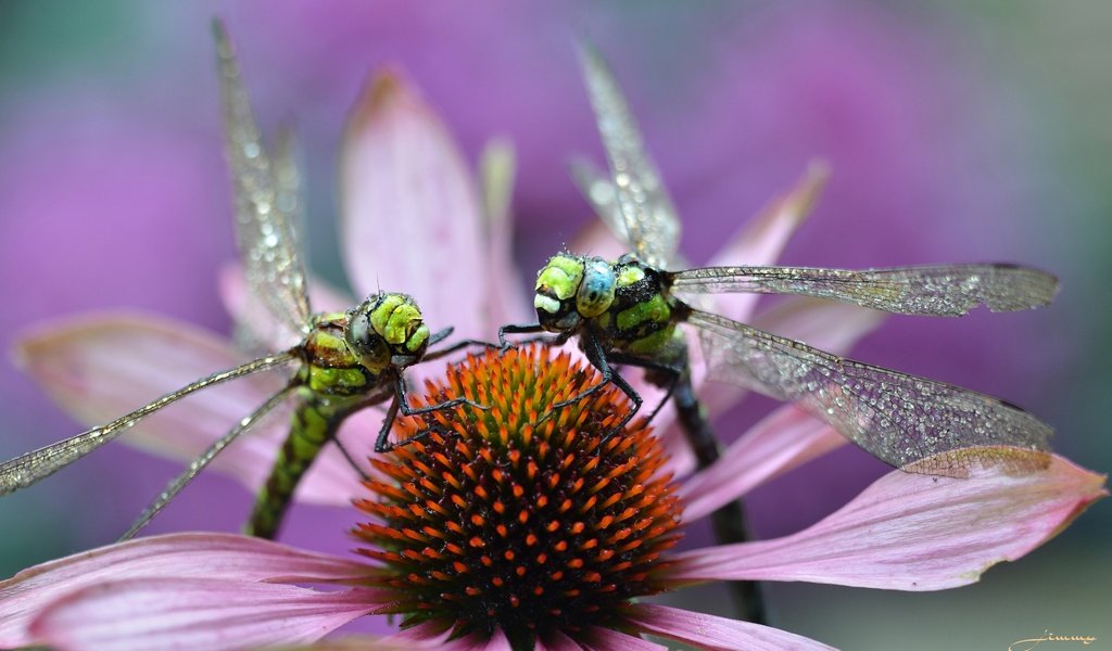 Обои макро, цветок, насекомые, стрекозы, macro, flower, insects, dragonflies разрешение 3879x2372 Загрузить