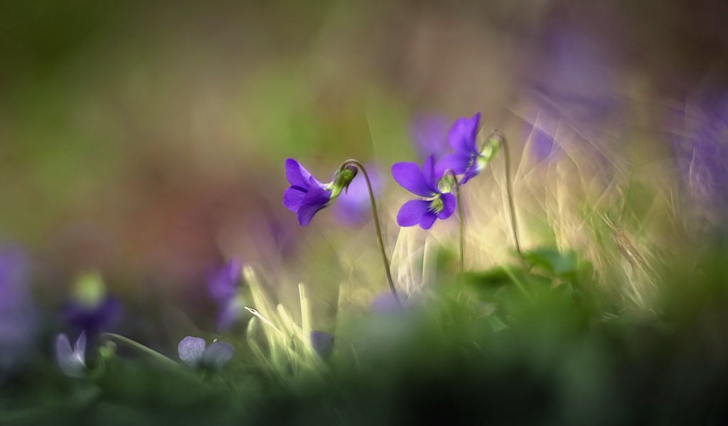 Обои цветы, трава, природа, размытость, луг, фиалка, flowers, grass, nature, blur, meadow, violet разрешение 2560x1663 Загрузить