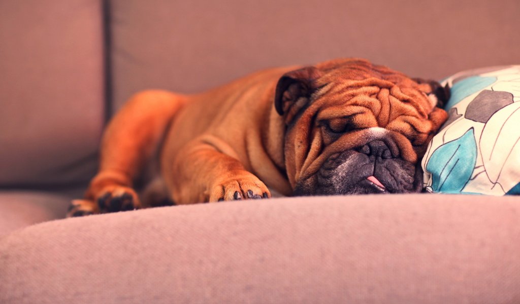 Обои собака, спит, язык, диван, подушка, шарпей, dog, sleeping, language, sofa, pillow, sharpay разрешение 2560x1613 Загрузить