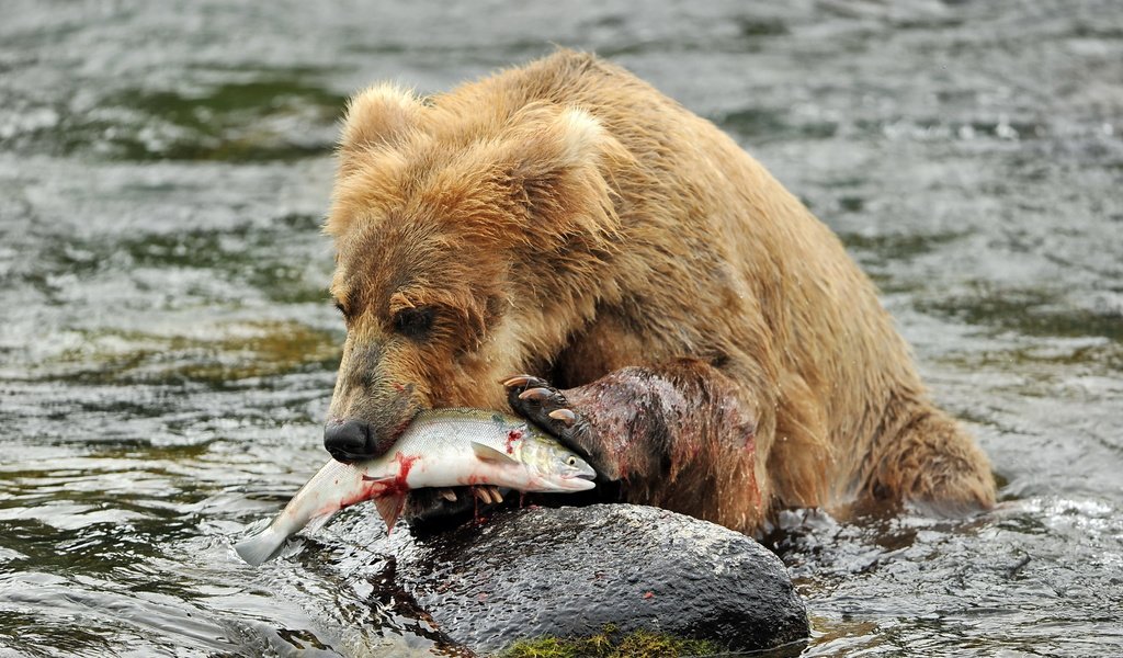 Обои река, медведь, камень, рыба, бурый медведь, в воде, river, bear, stone, fish, brown bear, in the water разрешение 2560x1600 Загрузить