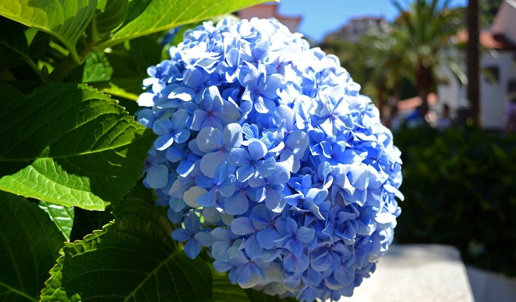 Обои цветы, макро, голубая, гортензия, flowers, macro, blue, hydrangea разрешение 3600x2400 Загрузить