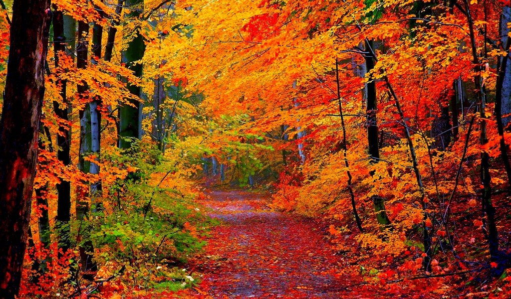 Обои дорога, деревья, лес, листья, осень, road, trees, forest, leaves, autumn разрешение 2560x1600 Загрузить
