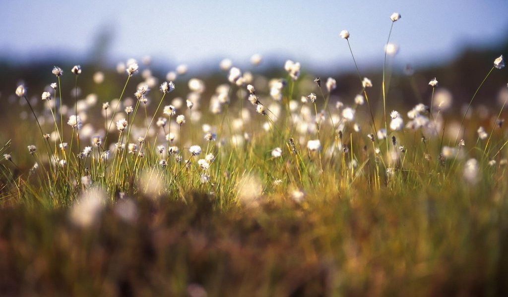 Обои цветы, трава, растения, макро, flowers, grass, plants, macro разрешение 2048x1282 Загрузить