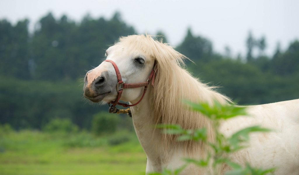 Обои лошадь, природа, конь, грива, horse, nature, mane разрешение 2560x1600 Загрузить