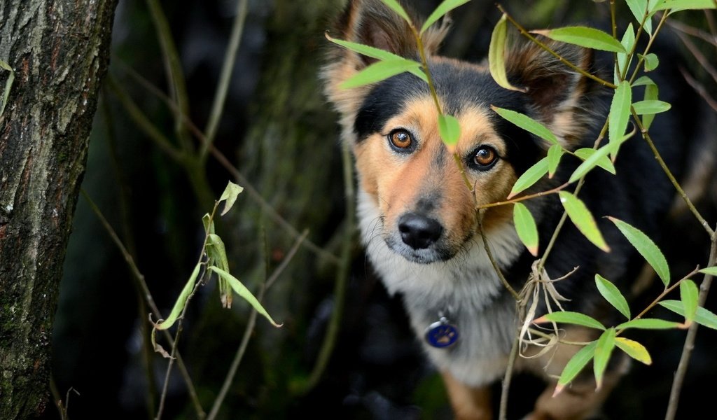 Обои листья, взгляд, собака, друг, leaves, look, dog, each разрешение 1920x1200 Загрузить