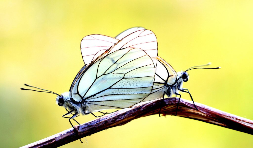 Обои ветка, фон, бабочки, две, branch, background, butterfly, two разрешение 1920x1200 Загрузить