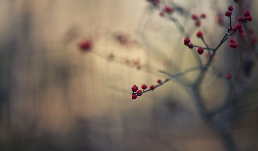 Обои ветка, природа, макро, капля, ягоды, плоды, branch, nature, macro, drop, berries, fruit разрешение 2560x1707 Загрузить