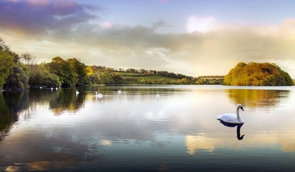 Обои вода, озеро, парк, пруд, лебеди, water, lake, park, pond, swans разрешение 2560x1600 Загрузить