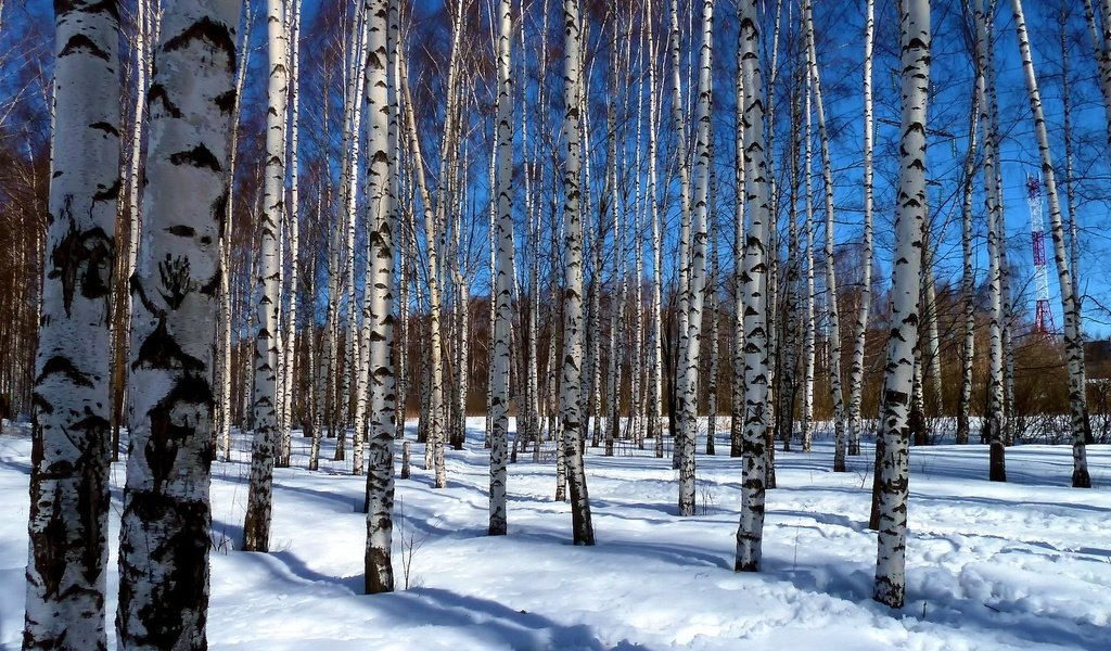 Обои деревья, снег, пейзаж, березы, роща, trees, snow, landscape, birch, grove разрешение 1920x1200 Загрузить