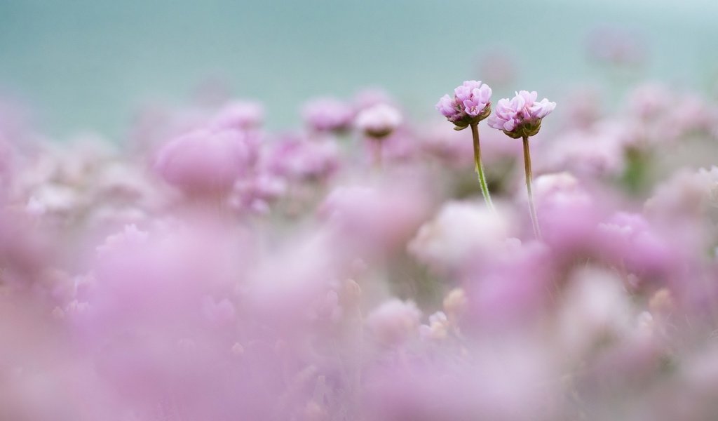 Обои цветы, поле, размытость, розовые, нежность, flowers, field, blur, pink, tenderness разрешение 2560x1696 Загрузить