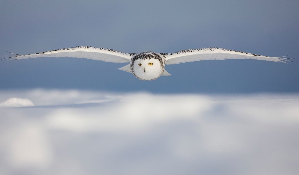 Обои сова, птицы, белая, полярная.полет, owl, birds, white, polar.flight разрешение 2880x1800 Загрузить