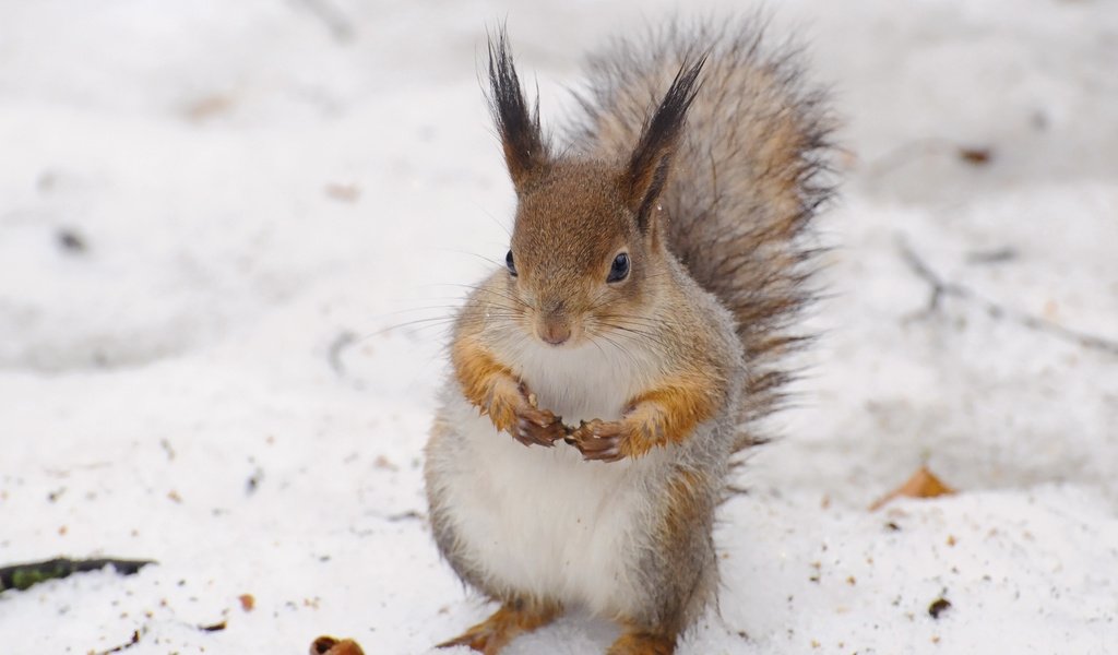 Обои снег, зима, животное, белка, белочка, anna verdina, snow, winter, animal, protein, squirrel разрешение 3084x2468 Загрузить