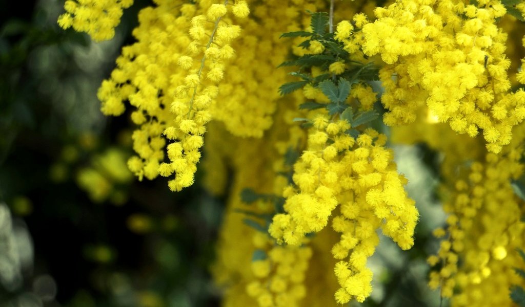 Обои цветы, макро, весна, пушистые, желтые, мимоза, flowers, macro, spring, fluffy, yellow, mimosa разрешение 2048x1361 Загрузить