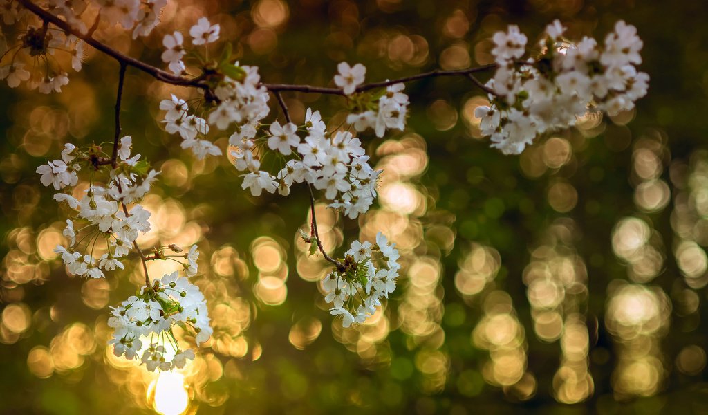 Обои свет, цветы, дерево, цветение, ветки, цвет, весна, вишня, light, flowers, tree, flowering, branches, color, spring, cherry разрешение 2048x1365 Загрузить