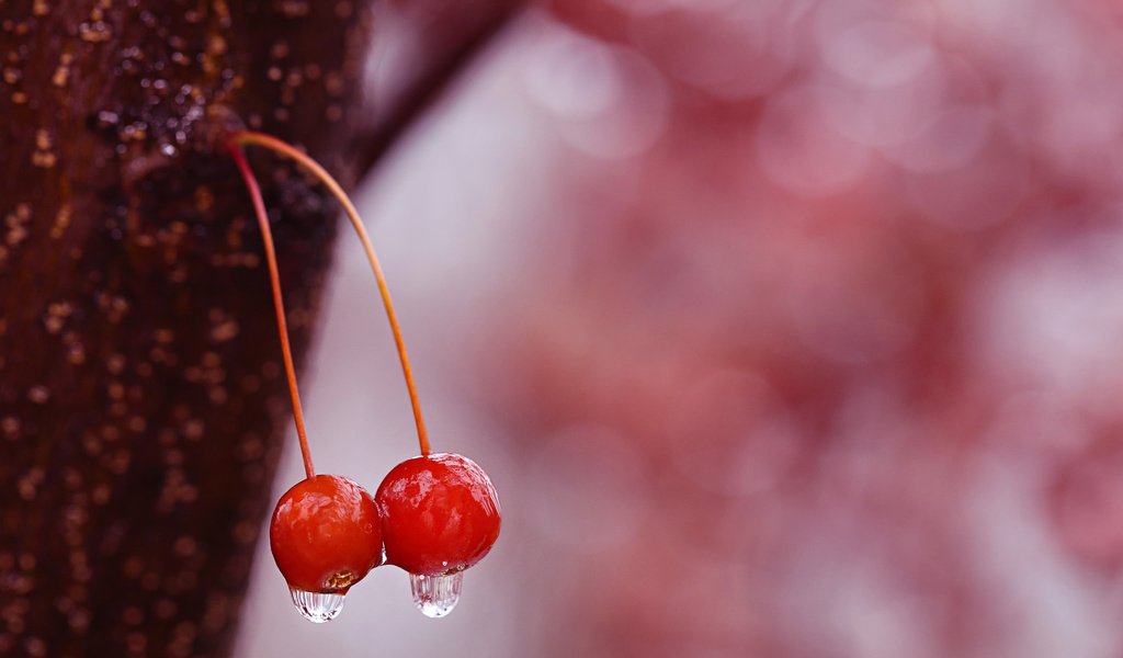 Обои вода, капли, черешня, ягоды, вишня, water, drops, cherry, berries разрешение 2048x1366 Загрузить