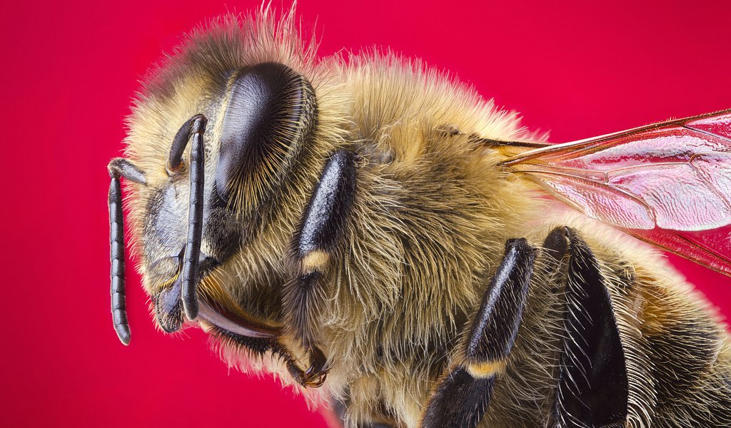 Обои макро, насекомое, крылья, пчела, красный фон, голова, macro, insect, wings, bee, red background, head разрешение 2048x1356 Загрузить