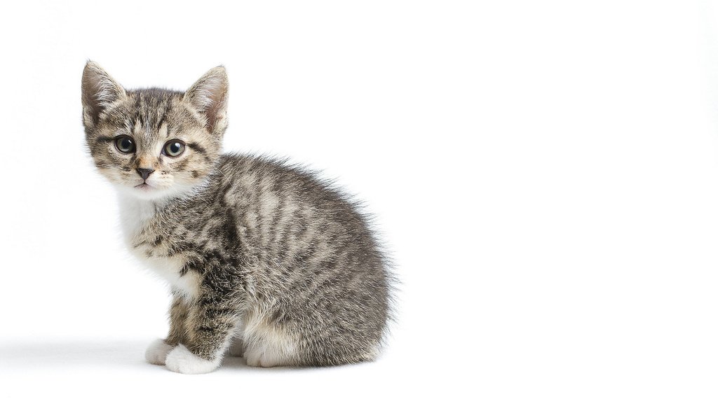 Обои котенок, серый, белый фон, малыш, kitty, grey, white background, baby разрешение 1920x1200 Загрузить