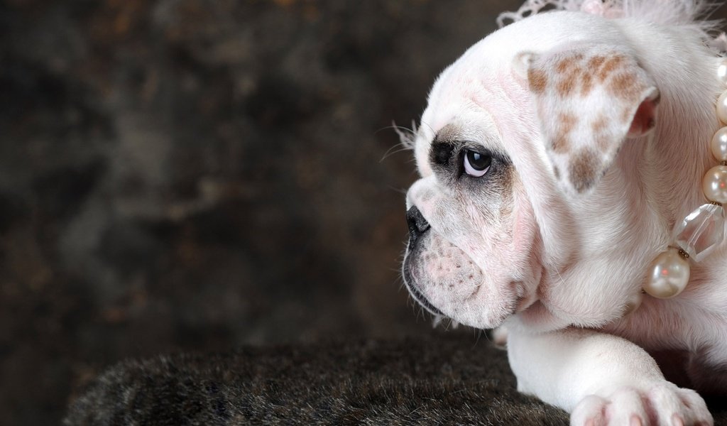 Обои собака, бусы, жемчуг, бульдог, английский бульдог, dog, beads, pearl, bulldog, english bulldog разрешение 1920x1200 Загрузить