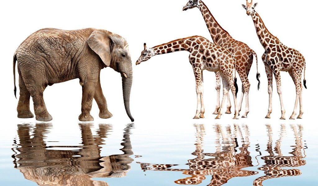 Обои отражение, животные, слон, белый фон, жираф, reflection, animals, elephant, white background, giraffe разрешение 1920x1417 Загрузить