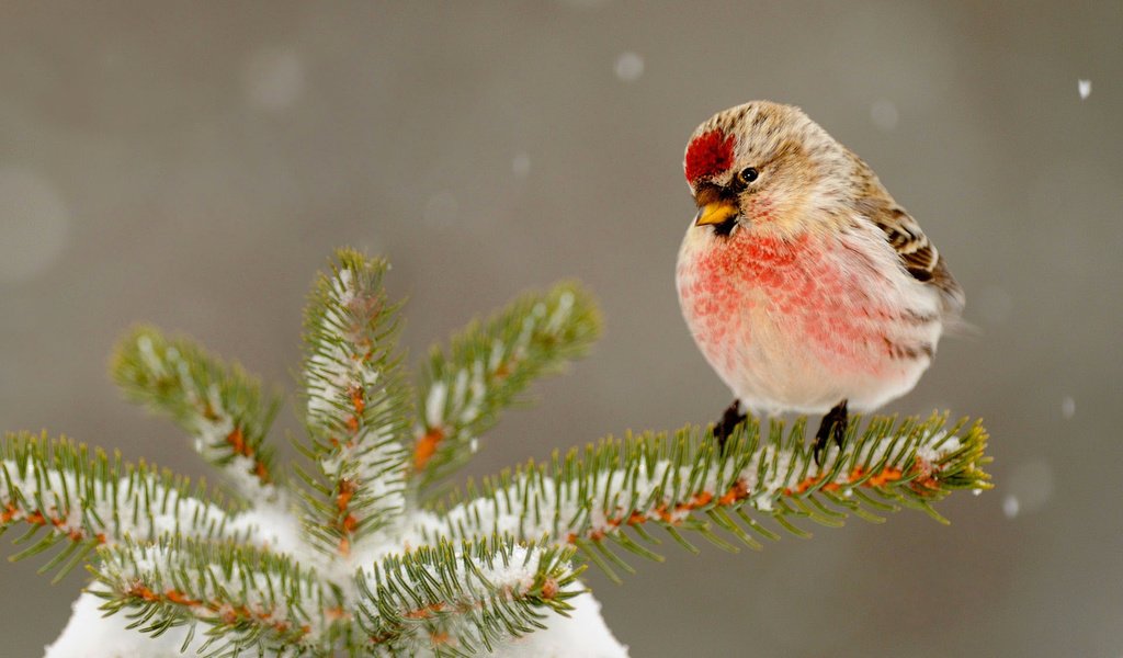 Обои снег, природа, елка, зима, птица, клюв, иголки, snow, nature, tree, winter, bird, beak, needles разрешение 1920x1200 Загрузить